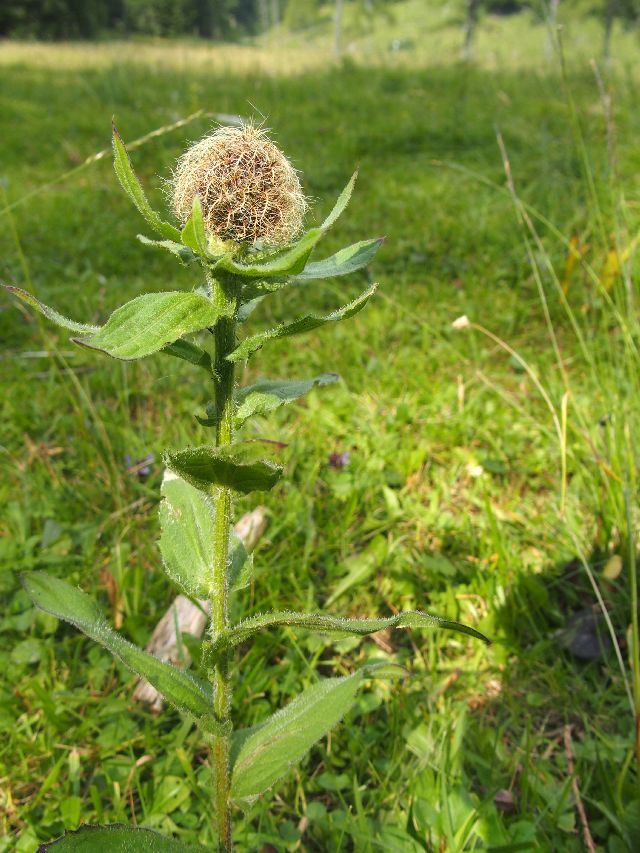 quale Centaurea?  Centaurea nervosa